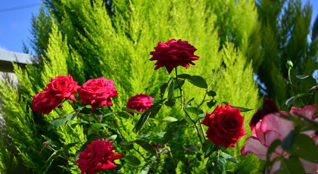 La Casa Delle Rose Room With Air Conditioning Специя Екстериор снимка